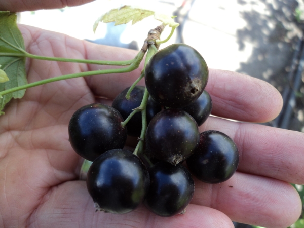  Coacăzul conține o mulțime de vitamine și minerale, utile nu numai fructele sale, ci și frunzele