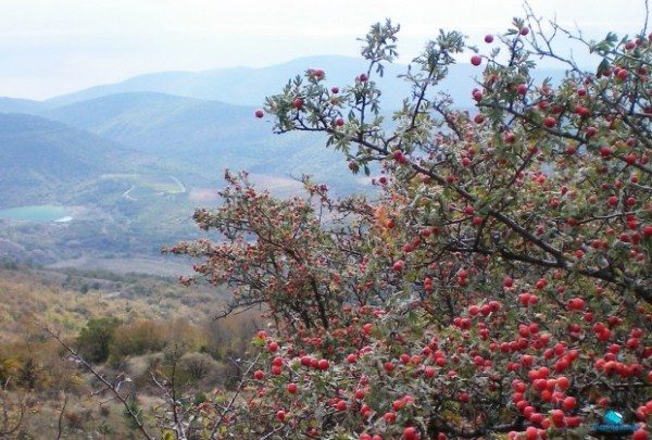  Biancospino di Crimea