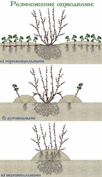  Schema di riproduzione del biancospino mediante stratificazione