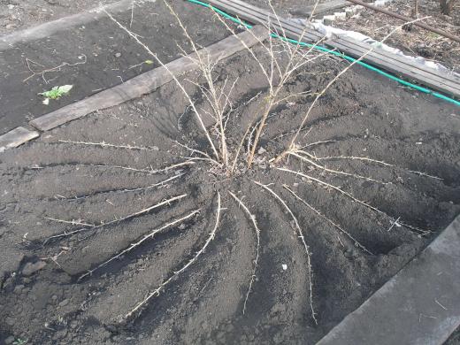  Gooseberry Breeding