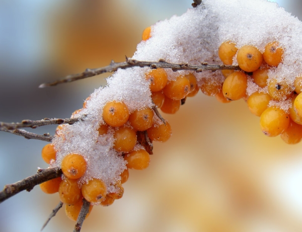  È possibile trasferire la raccolta dell'olivello spinoso in inverno: le bacche congelate non vengono danneggiate durante la raccolta