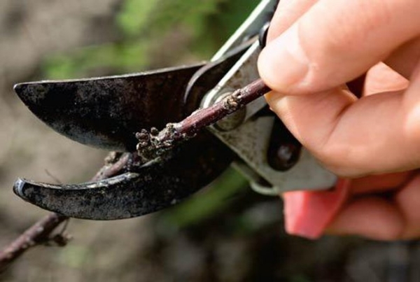 Pruning shrubs