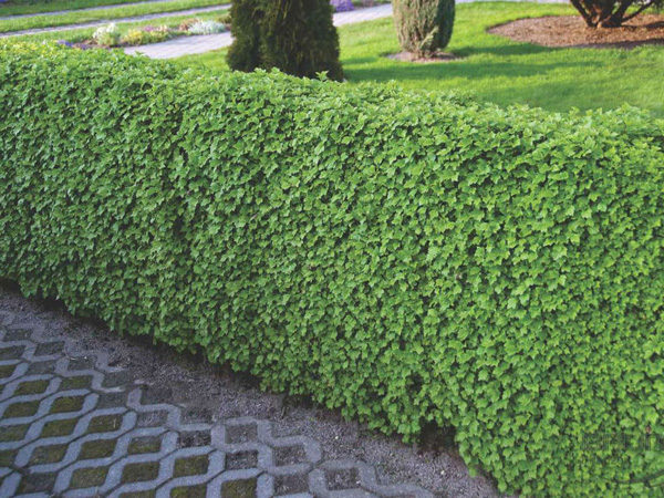  Hedge Groselha Dourada