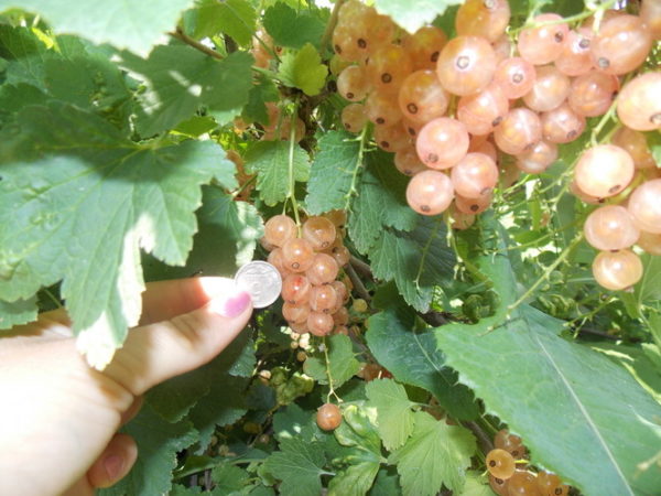  Mărimile medii de fructe de pădure de coacăz alb