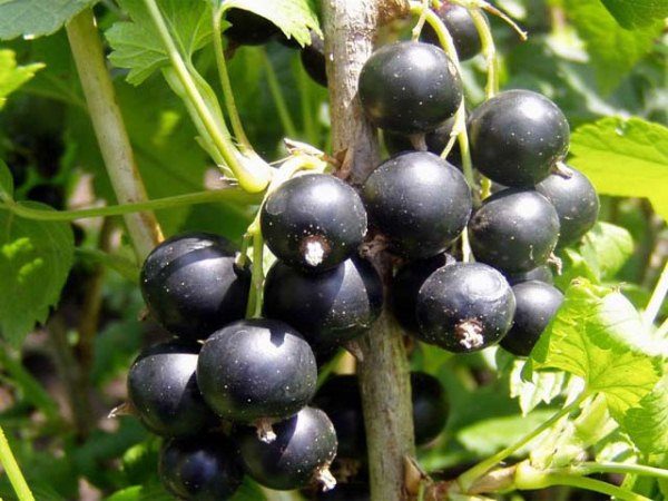  Bacche di ribes nero