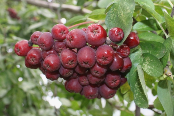  Le varietà Rowan di liquore allevavano il Michurin, ottimo per produrre vini di tipo liquoroso, conserve