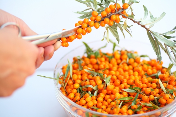  Sea buckthorn can be preserved by freezing, drying, preserving, placing the fruit in water or sugar