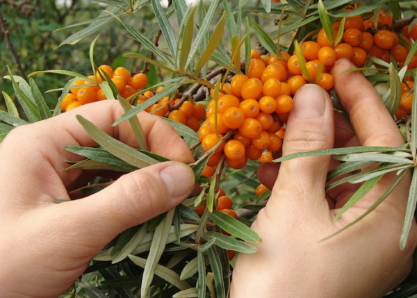  Come e quando raccogliere l'olivello spinoso, quali metodi e dispositivi utilizzare