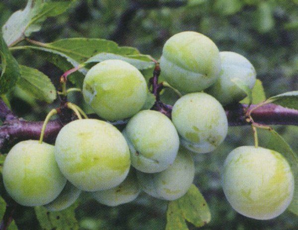  Plum Renklod grado Kolkhoz