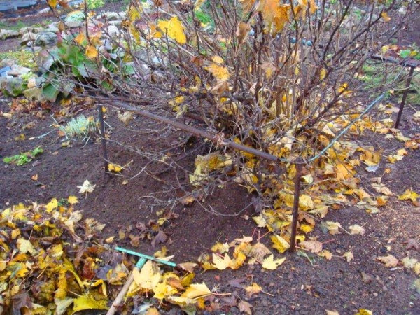  I ribes sono preparati per l'inverno: puliscono il cerchio del tronco dell'albero dai residui vegetali, i rami vengono raccolti al centro e legati con lo spago
