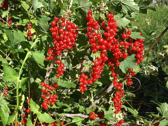  Cespugli di ribes Zucchero