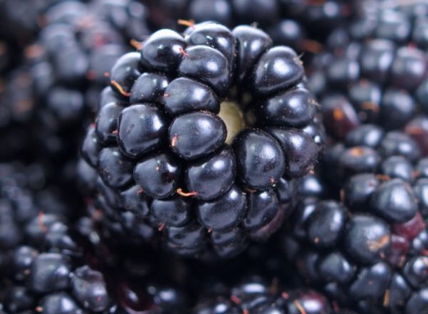  Composition, useful properties and contraindications of blackberry, medical and cooking recipes