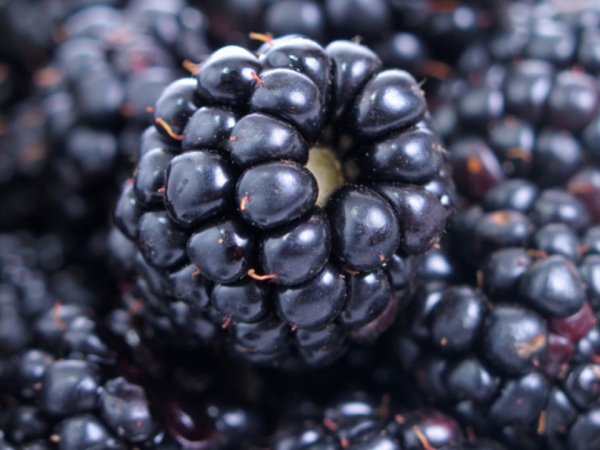  Composición, propiedades útiles y contraindicaciones de mora, recetas médicas y de cocina.
