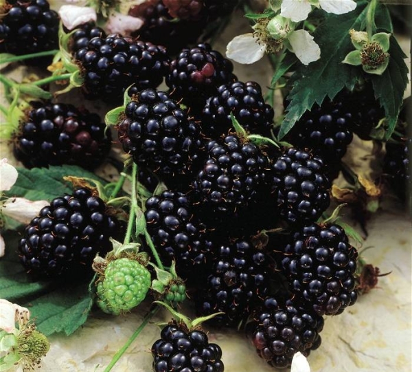  Blackberry variedades Chester: descripción y especificaciones, consejos sobre siembra y cuidado