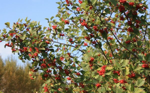  Biancospino siberiano