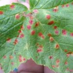  Ribes anthracnose