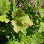 Macchia di ribes bianco
