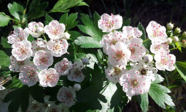  I fiori di biancospino sono utili nel trattamento delle malattie cardiache.