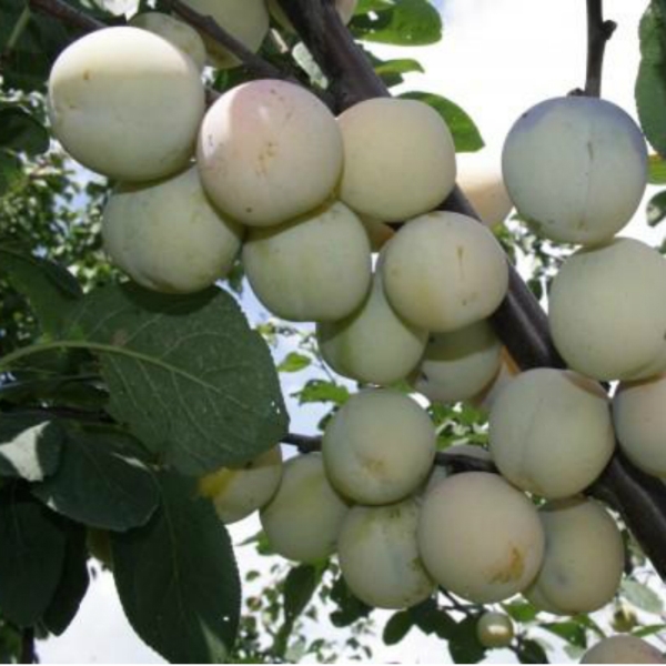  Ciruela Renklod Blanco