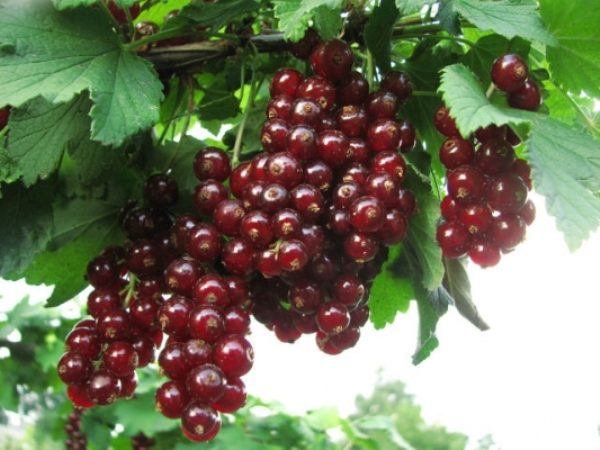  Currant Cherry Vixne