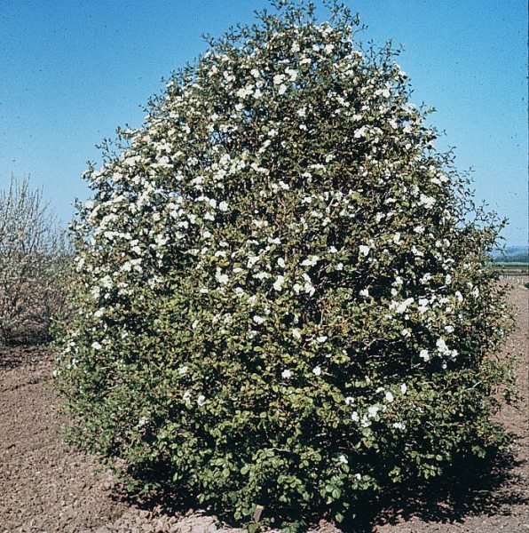  Arnold Hawthorn in fiore
