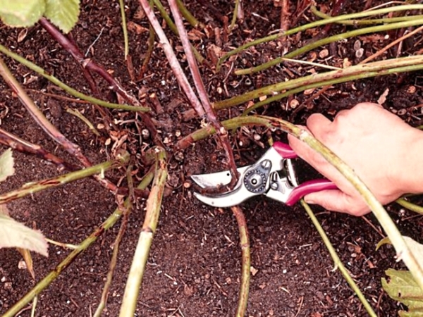 La poda es necesaria para las moras: así se controla la densidad del arbusto y se eliminan los tallos congelados durante el invierno.