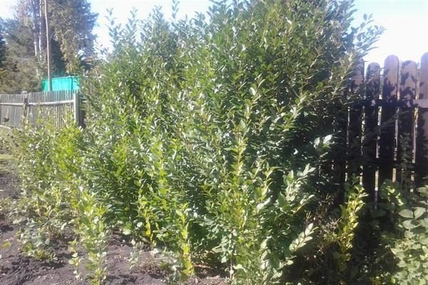  Root growth drains a tree, therefore it is necessary to get rid of it