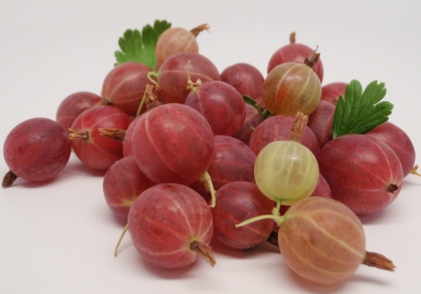 L'uva spina rafforza i vasi sanguigni, migliora gli ormoni, migliora la digestione, ecc.