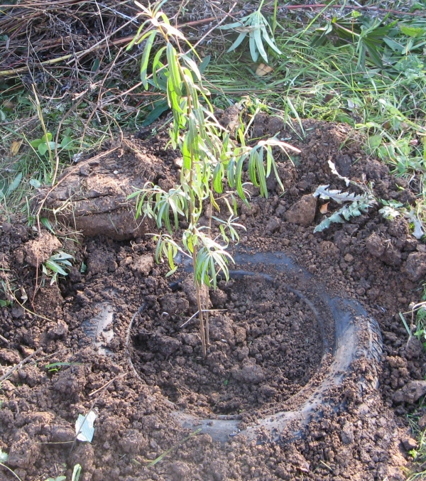  Existen diferencias y reglas significativas entre las plantaciones de primavera y otoño para el espino cerval de mar