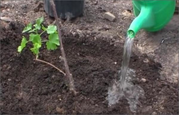  Yoshtu può essere piantato in primavera o all'inizio dell'autunno