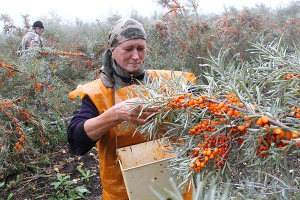  I termini di raccolta dell'olivello spinoso dipendono da cosa si fa con la bacca: burro o succo di frutta, composta o marmellata