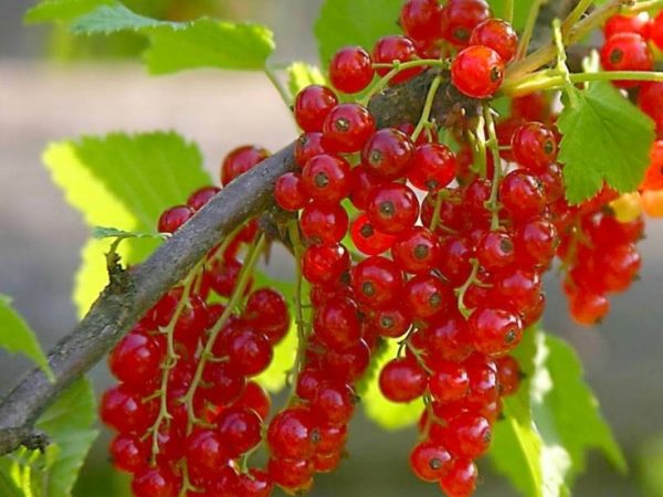 Red currant Alpha grade