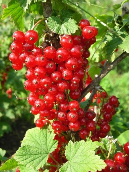  Red currant Hazor variety