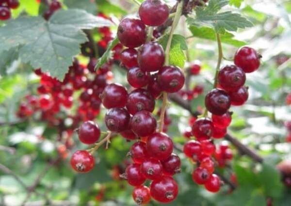  Red currant Baraba grade