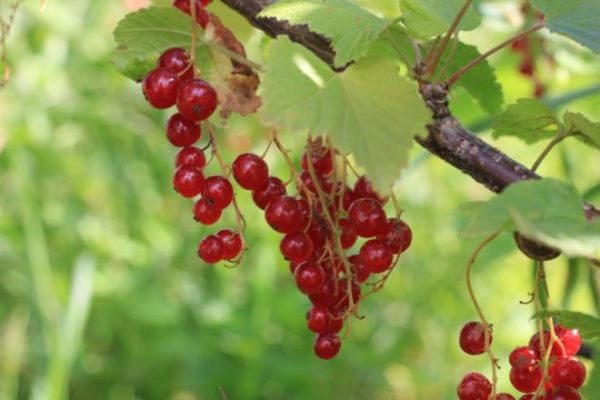  Red currant Chulkovskaya variety