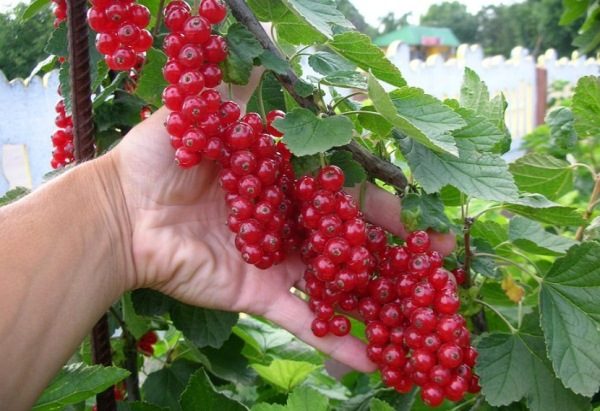  Currant grade Dutch red