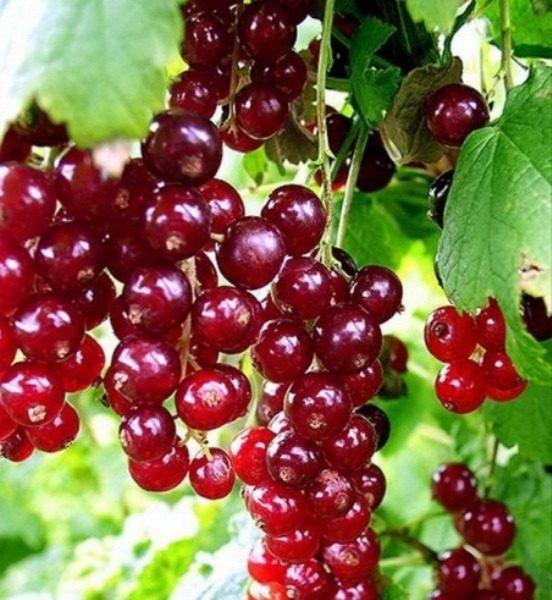  Red currant grade Ilyinka