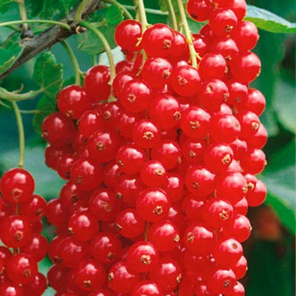  Red currant Yonker van Tets grade