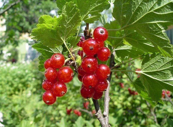  Red currant variety Beloved