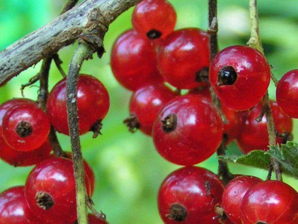  Red currant grade Ural Lights