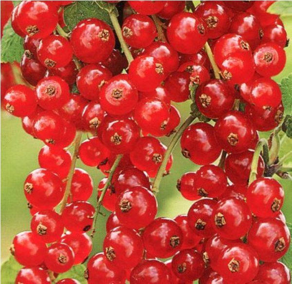  Red currant grade early sweet