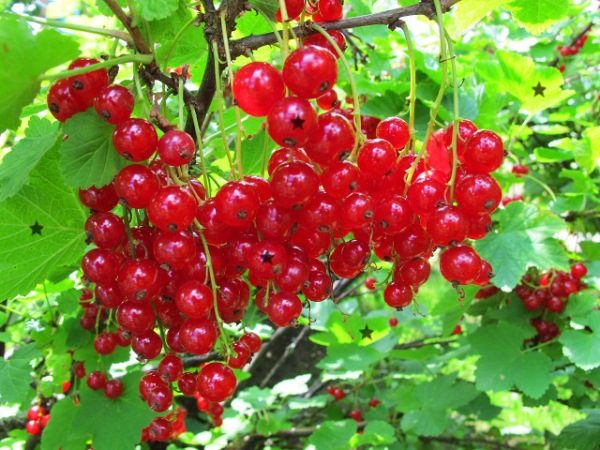  Red currant Rolan variety