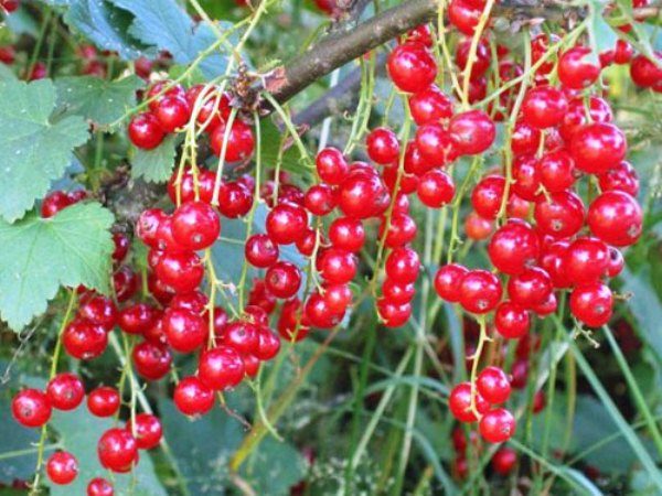  Red currant grade by Ronde