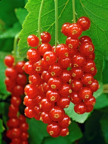  Red currant Rosette variety