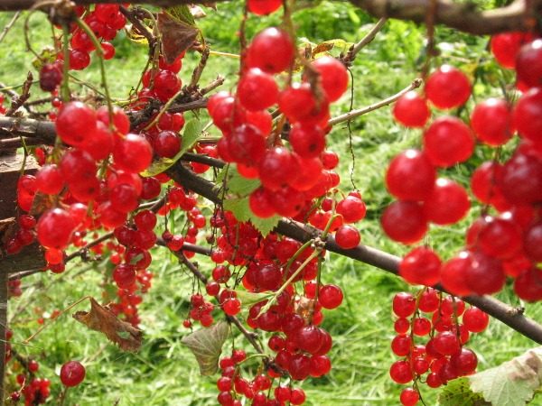  Red currant Ural beauty grade