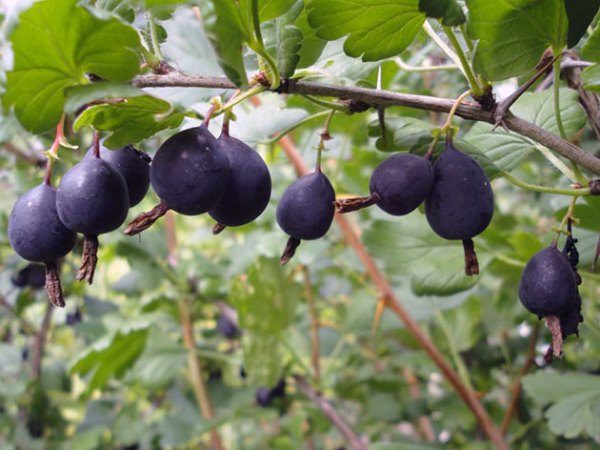  Varietà di uva spina africana