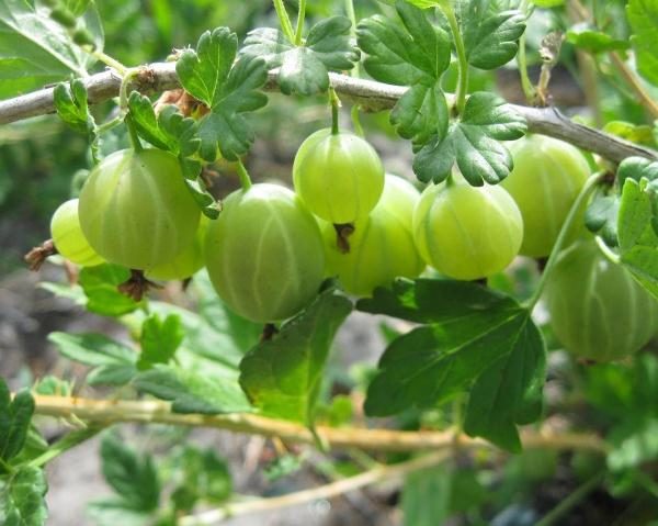 Uva spina berillo
