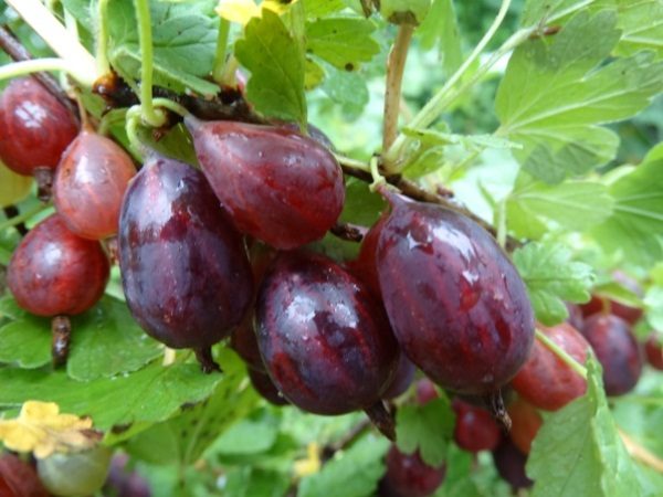  Varietà di uva spina Grushenka