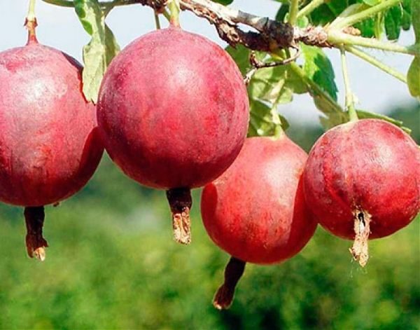  Varietà di uva spina Kolobok