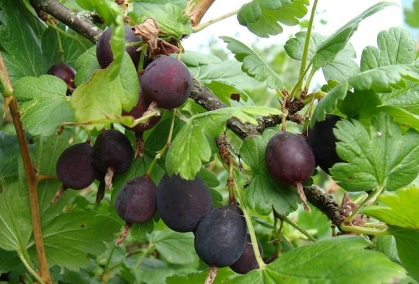  Varietà di uva spina